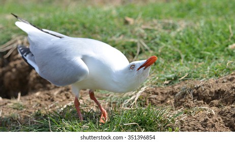 Angry Seagull