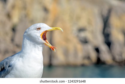 angry seagull bird yawning screaming portrait close up with open beak nature animal outdoor life of water birds blurred bokeh landscape background