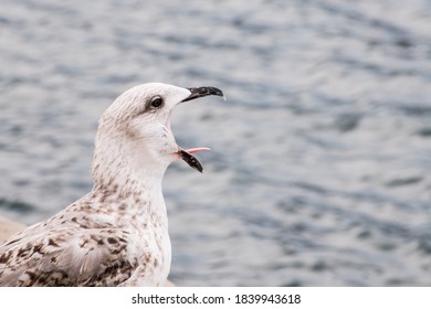 Angry Seagull By The Sea