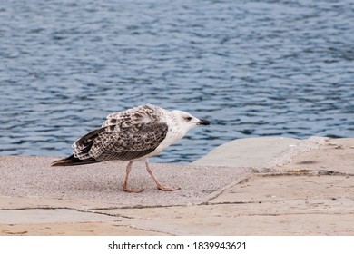 Angry Seagull By The Sea