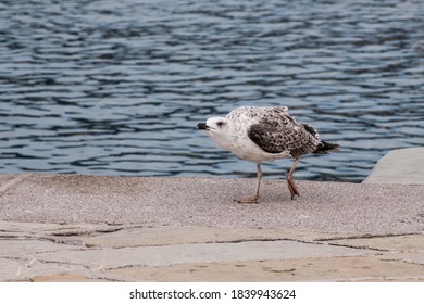 Angry seagull by the sea