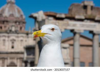 Angry seagull looking with ruins of Rome in background.