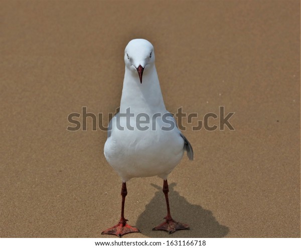 Angry Seagull Looking Straight Camera Standing Stock Photo 1631166718