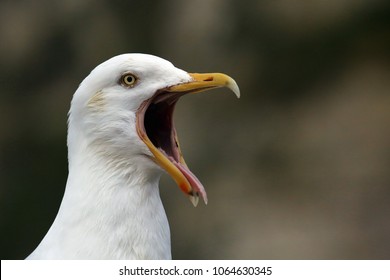 Angry seagull with mouth open