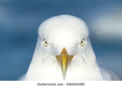An angry seagull staring in the camera