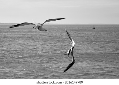 Angry seagulls - Larus Atlanticus - on flight fighting for food  