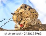Angry Serval,Leptailurus serval, on a tree in nature habitat. The Serval is a spotted wild cat native to Africa. Blurred background.
