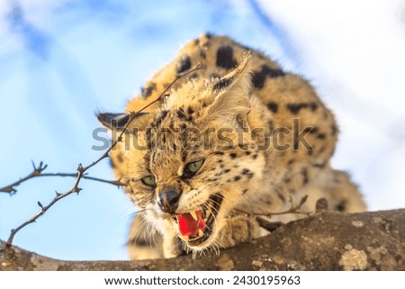 Angry Serval,Leptailurus serval, on a tree in nature habitat. The Serval is a spotted wild cat native to Africa. Blurred background.