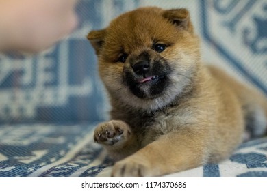 angry shiba puppy