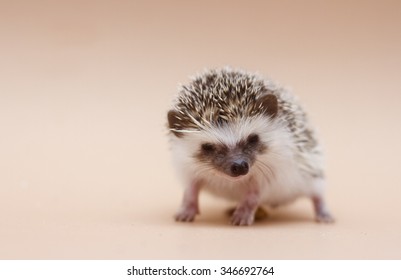 Angry Small And Young African Pygmy Hedgehog Baby Color Algerian Grey Pinto