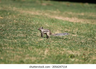 A Angry Squirrel In The Garden,,  