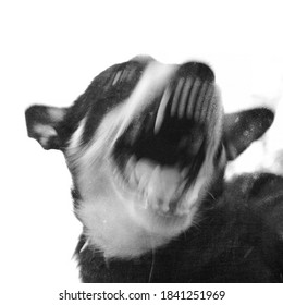 Angry Surreal Dog Barking With Bared Teeth. Surreal Portrait. Shot With Long Exposure.