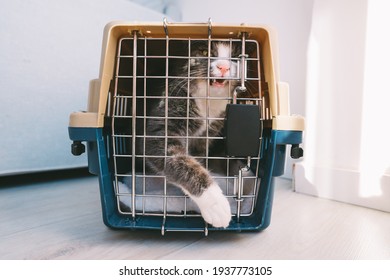 Angry Tabby Domestic Cat In Cage, Plastic Pet Carrier Or Travel Box. Pet Transportation. Cat Hates The Vet. Cat Scared Of Doctor