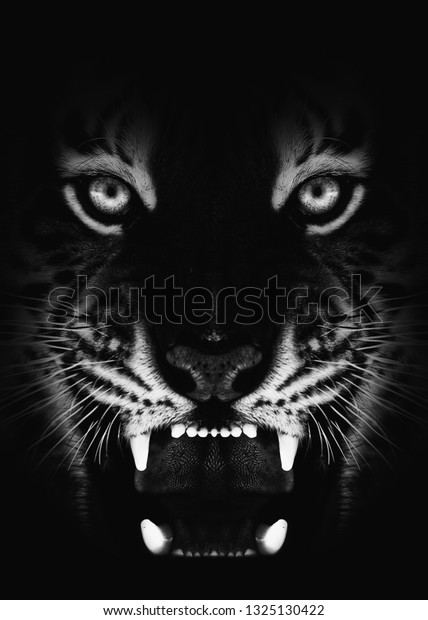 Angrauer Tiger, schwarz-weißer Hintergrund