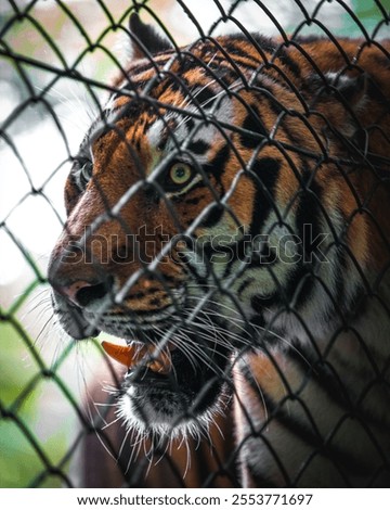 An angry tiger inside the cage