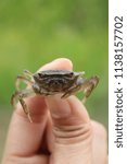  Angry Tiny Crab. 
