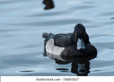 Angry Tufted Duck