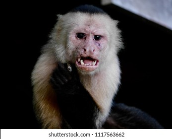 Angry White Faced Capuchin Monkeys Being Aggressive