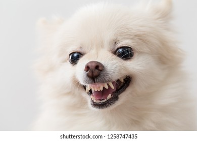 Angry White Pomeranian Dog