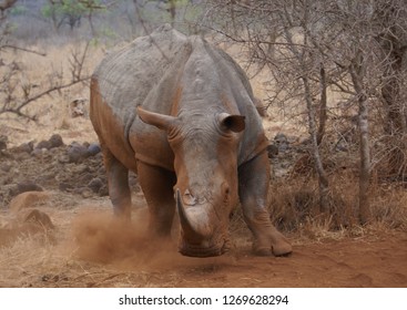 Angry White Rhino. 