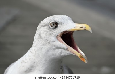 Angry white seagull opening his mouth,  stretches Its Beak Wide Open,  Vega gull, East Siberian, European herring gull,  Larus argentatus  - Powered by Shutterstock