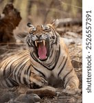 Angry wild female tiger or tigress or panthera tigris behavior yawning growling and showing long Canines teeth in hot summer season safari at ranthambore national park forest reserve rajasthan india