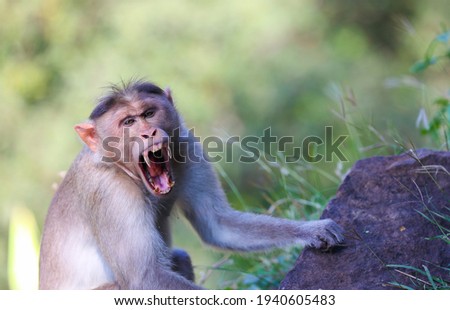Angry wild monkey posing to camera	
