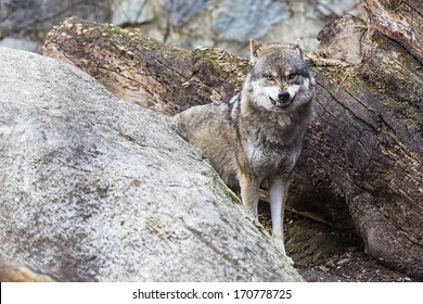 Angry Wolf