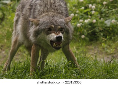 Angry Wolf