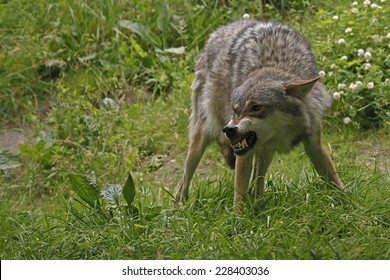 Angry Wolf