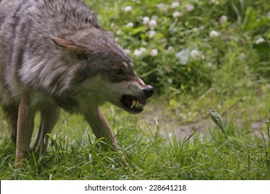 Angry Wolf