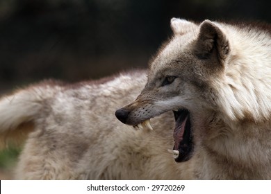 Angry Wolf Showing His Teeth.