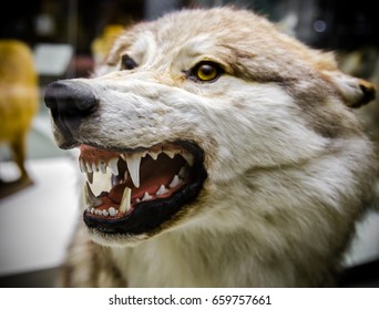 14,140 Snarl Images, Stock Photos & Vectors | Shutterstock