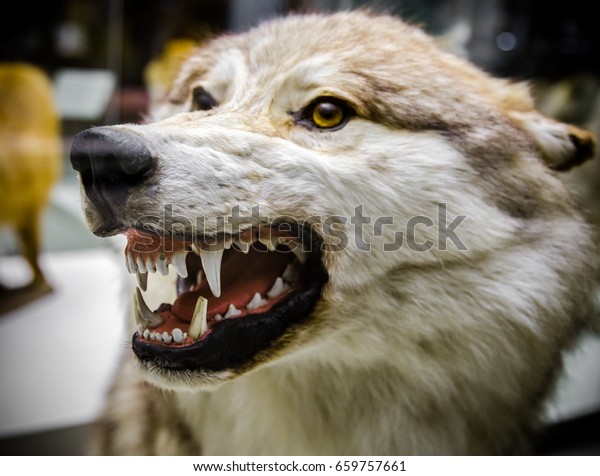 Angry Wolf showing his\
teeth.
