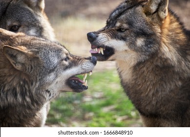 Wolves Fighting / Wolves Fighting Perfecttiming - A few years old now