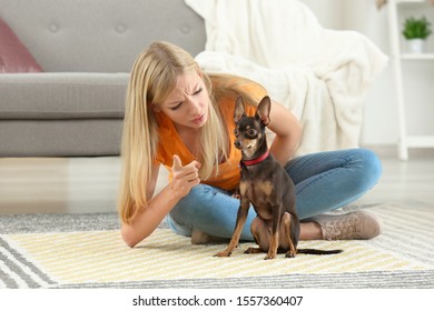 Angry Young Woman Scolding Her Toy Terrier Dog At Home