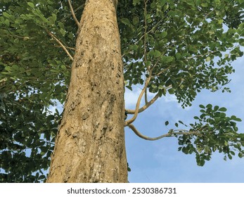 Angsana tree bark surface texture. This is a tropical tree that is famous for being expensive in Indonesia.