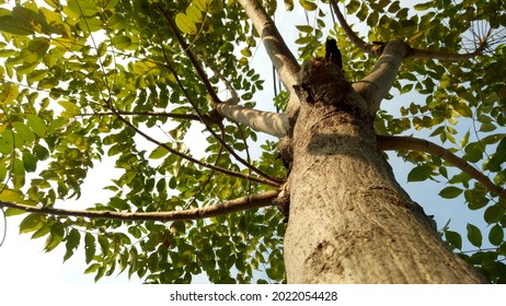 Tree angsana angsana tree