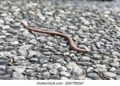 Limbless Reptile Images Stock Photos Vectors Shutterstock