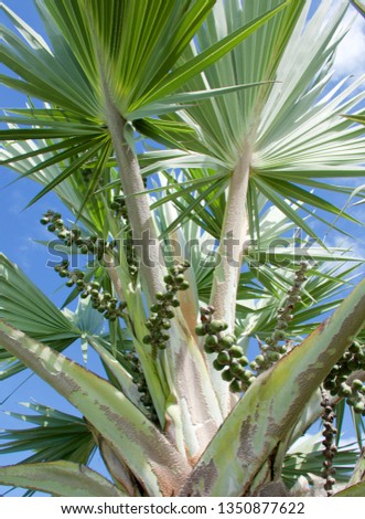 Angular shape of Palm Fronds of Bismarkia Palm Tree with Seed Pods