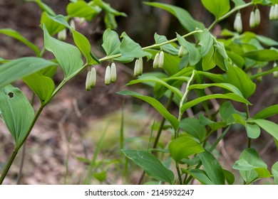 Angular Solomon's seal (Polygonatum odoratum) woth fresh green leaves and white hanging flowers growing wild in a forest in Galicia, Spain