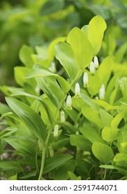 Angular Solomon's Seal or Scented Solomon's Seal (Polygonatum odoratum), flowering, Thuringia, Germany, Europe