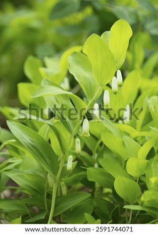 Angular Solomon's Seal or Scented Solomon's Seal (Polygonatum odoratum), flowering, Thuringia, Germany, Europe