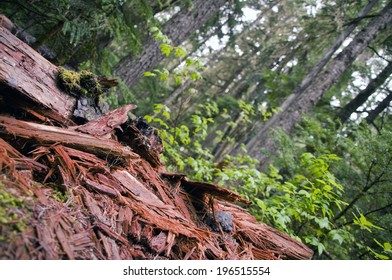Angular view of debris and pieces of bark on the forest floor.
