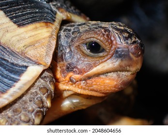 1,377 Tortoise nose Images, Stock Photos & Vectors | Shutterstock