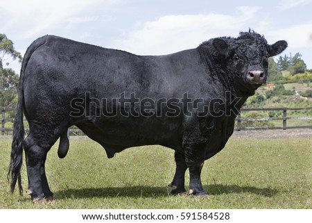 Angus
