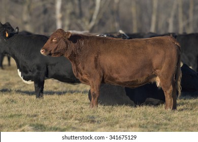 Angus Beef Cattle