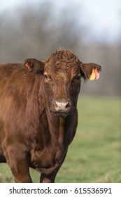 Angus Beef Cattle