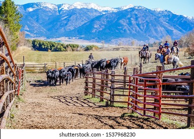 Angus beef cattle being herded into corrals - Shutterstock ID 1537968230