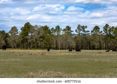 Angus Beef Cattle Grazing On Early March Pasture In Alabama